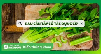 Rau cần tây có tác dụng gì? 19 lợi ích và các lưu ý khi dùng cần tây