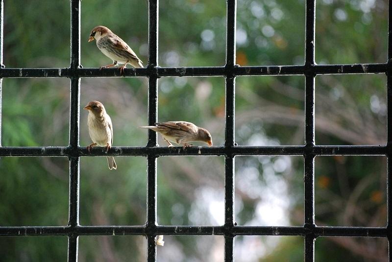 Chim bay vào nhà báo hiệu điều gì? Có sao không?