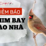 CHIM BAY VÀO NHÀ là điềm báo tâm linh gì, nên xử lý thế nào là đúng nhất để không bị xui xẻo đeo bám?