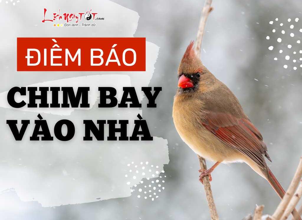 chim bay vào nhà tốt hay xấu