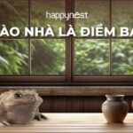 Cóc vào nhà là điềm báo gì? Tốt hay xấu cho gia chủ