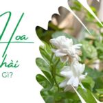 Loài hoa nhài hợp mệnh gì? Trồng nhài trước cửa may mắn tìm đến, quỷ dữ tránh xa