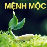 Người Mệnh Mộc - Bí ẩn nằm trong năm sinh | Mytour