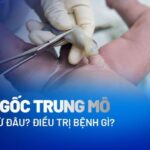 Tế bào gốc trung mô là gì? Nguồn gốc và ứng dụng trong y học