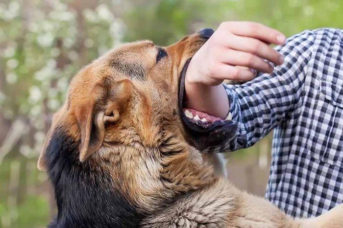 nằm mơ thấy chó cắn vào tay la điềm gì