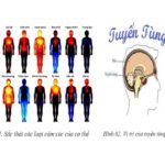 Tần số năng lượng của cảm xúc